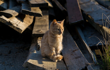 A little red kitten is sitting on the boards. Association with loneliness.