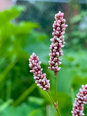 Pink flowers in a field