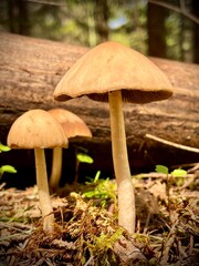 mushrooms in the forest