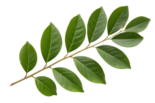 A vibrant green leaf branch isolated on a clean, transparent background, showcasing the natural beauty of foliage.