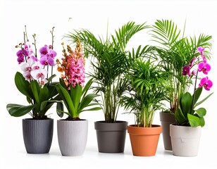 Fototapeta premium flowers in a pot