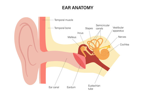 Human ear exam