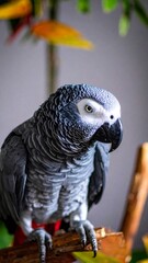 Obraz premium Close-up of a gray parrot (1)