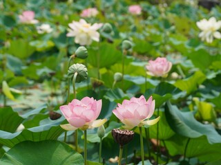 lotus flower