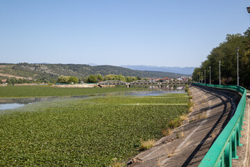 the jiu river with a green railing, abundant vegetation on the water, a bridge, and hills in the...