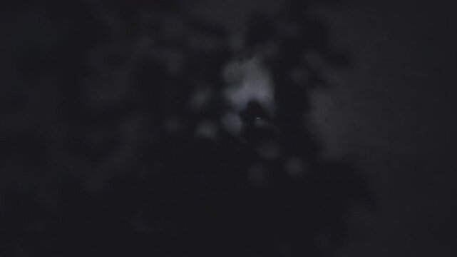 Moving images of the moon through trees on a dark cloudy night - S-Log