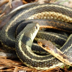 Double Trouble or Twice the Snake Charm?