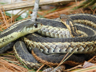 Too Close for Comfort… Snake Edition