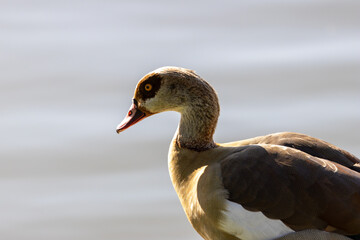 Egyptian Goose (Alopochen aegyptiaca) native to sub Saharan Africa along the Nile