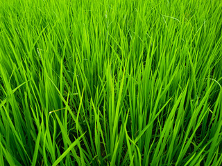 Closeup of lush green rice plants in a paddy field. Fresh young rice leaves growing densely, symbolizing agriculture, organic farming, and Asian rural life.