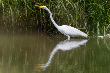 Obraz premium Great egret wading in shallow water, its reflection in the water.