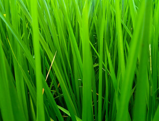 Closeup of lush green rice plants in a paddy field. Fresh young rice leaves growing densely, symbolizing agriculture, organic farming, and Asian rural life.