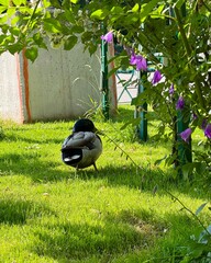 Stockente im blühenden Volksgarten von Wien