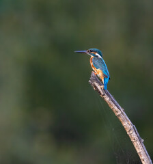 Common kingfisher standing on top of the branch