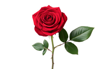 Fototapeta premium Vibrant single red rose in full bloom, elegantly isolated on a pristine white background, embodying timeless love, passion, natural beauty, ideal for romantic design.