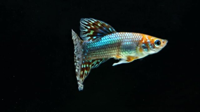 A guppy with a fanlike tail patterned with dark spots and light blue accents floats against a black background