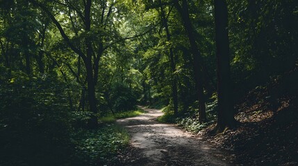 Fototapeta premium A woodland path winding through lush greenery.