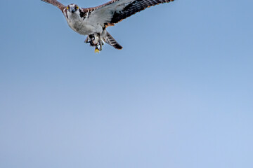 Osprey holding fish with fin visible