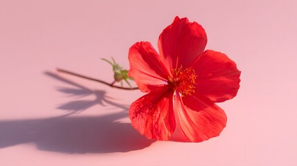 Fototapeta premium Close-up of a vibrant red flower on a pastel pink background.