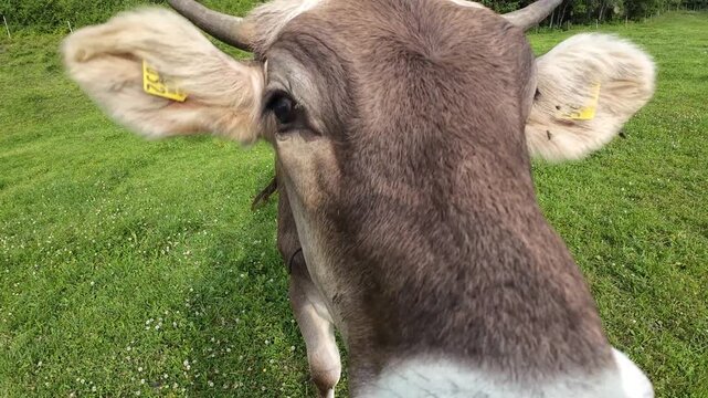 Video von jungen K&uuml;hen mit H&ouml;rnern und Glocken auf einer Wiese in Bayern