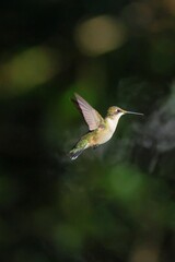 Hummingbird in Mid-Flight