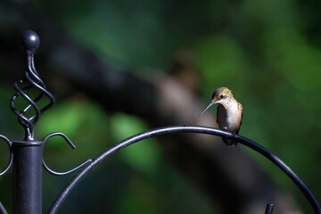 Hummingbird perched on a metal rod.