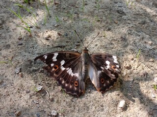 large-scale drama butterfly