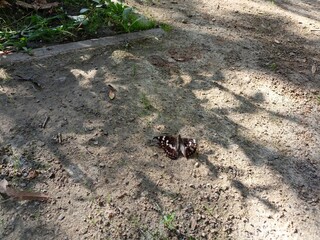 large-scale drama butterfly