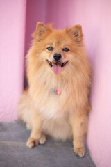 pomeranian puppy on a pink background