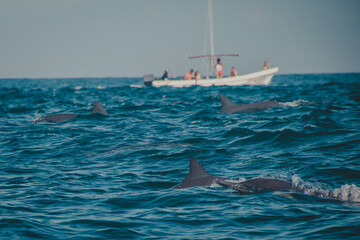 dolphin jumping out of the water