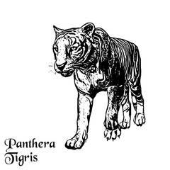 Black and white vector illustration of a tiger prowling forward low to the ground.