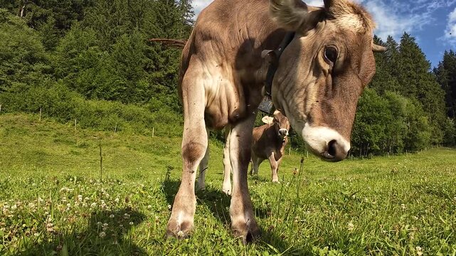 Video von jungen K&uuml;hen mit H&ouml;rnern und Glocken auf einer Wiese in Bayern