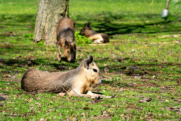 Dolichotis patagonum