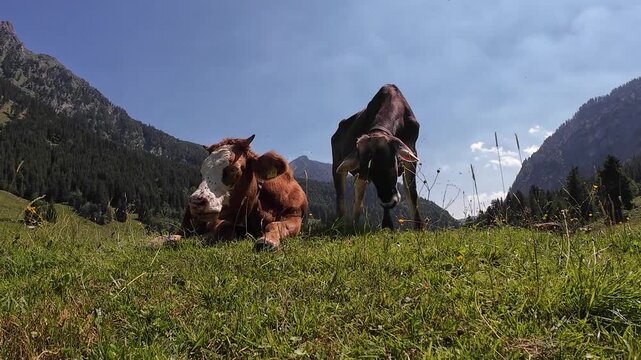 Video von einem Braunvieh und einem Simmentaler Rind mit H&ouml;rnern und Glocken im Gebirge von &Ouml;sterreich