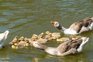 Hola patos © AdrianaCarolina