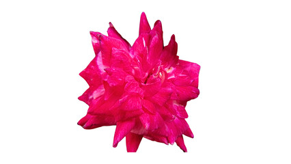 Detailed vector illustration of a red rose with realistic petals on a transparent background. Perfect for romantic designs, floral decorations, invitations, and elegant graphic compositions.