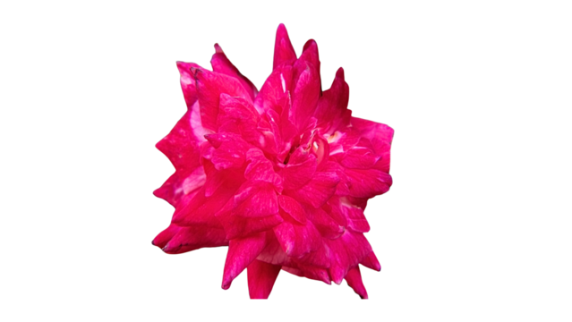 Detailed vector illustration of a red rose with realistic petals on a transparent background. Perfect for romantic designs, floral decorations, invitations, and elegant graphic compositions.