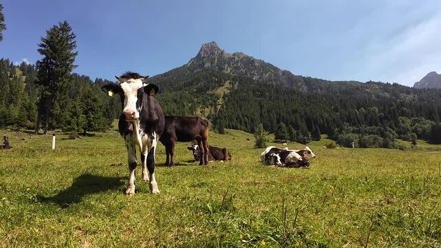 Video von schwarz-wei&szlig;em Fleckvieh mit H&ouml;rnern und Glocken im Gebirge von &Ouml;sterreich