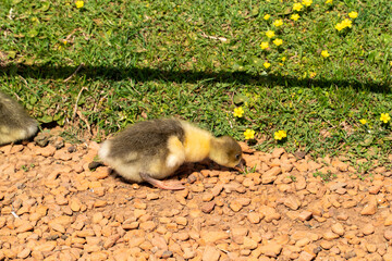 Patito comiendo