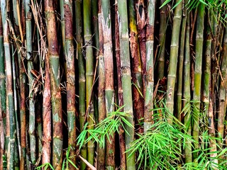 Dense Bamboo Forest Green Stalks and Lush Foliage Texture.