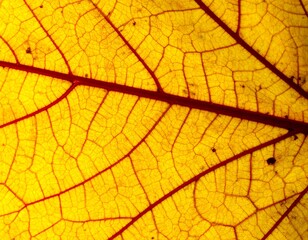 Obraz premium Autumn Leaf Closeup Texture.