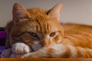 Orange tabby cat keeping his nose warm with his tail as he sleeps