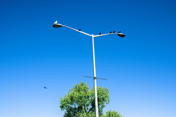 Beautiful blue sky and birds