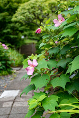 鎌倉25812　英勝寺4　芙蓉