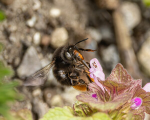 Detailed macro of a bee on a flower.