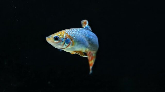 A vibrantly patterned guppy fish swims against a dark background showcasing its colorful tail and fins