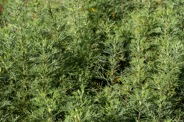 Eberraute (Artemisia abrotanum) oder auch Cola-Kraut