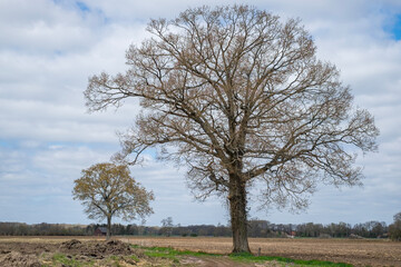 Zwei Bäume auf offenem Feld