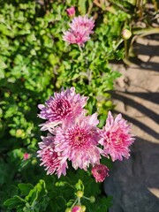Fototapeta premium pink chrysanthemum flowers