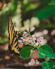 butterfly on pink flower